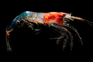 Migration Prints: Oceanic Shrimp