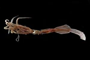 Cephalopod Prints: Oceanic squid (Asperoteuthis acanthoderma)