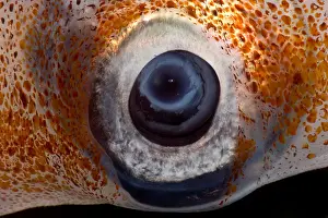 Cephalopod Prints: Oceanic squid (Asperoteuthis acanthoderma)