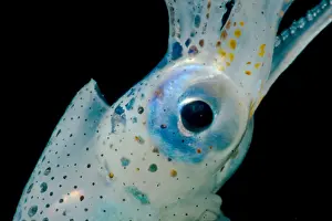Cephalopod Prints: Oceanic squid (Walvisteuthis jeremiahi)