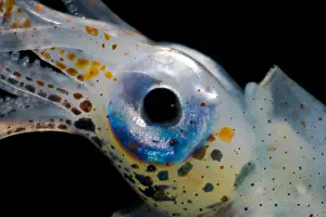 Cephalopod Prints: Oceanic squid (Walvisteuthis jeremiahi)