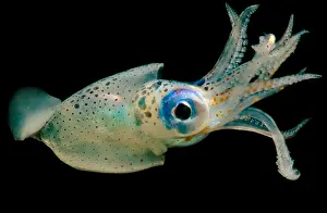 Mexico Prints: Oceanic squid (Walvisteuthis jeremiahi)