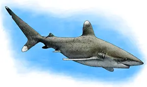 Threatened Prints: Oceanic Whitetip Shark, Illustration