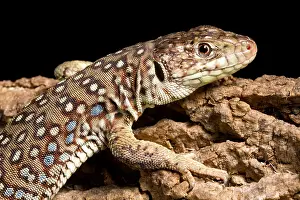 Timon Prints: Ocellated Lizard (Timon lepidus)