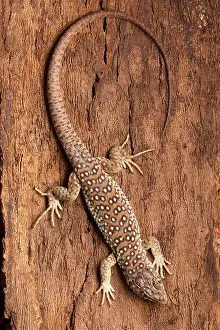 Lizard Prints: Ocellated Lizard (Timon lepidus)