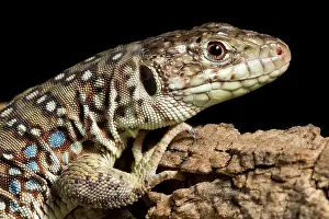 Lizard Prints: Ocellated Lizard (Timon lepidus)