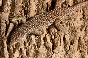 Many Science & Medical Prints: Ocellated Lizard (Timon lepidus)