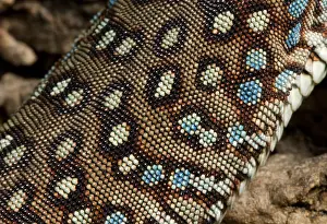 Details Prints: Ocellated Lizard (Timon lepidus) scale detail