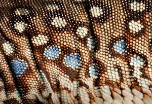 Many Science & Medical Prints: Ocellated Lizard (Timon lepidus) scale detail