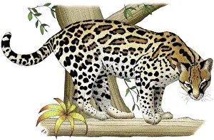 Big Cats Prints: Ocelot