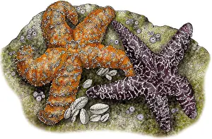 Star Prints: Ochre Sea Stars