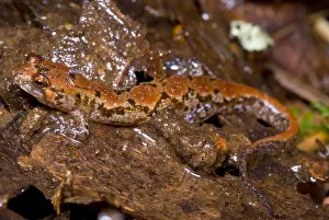 Georgia Prints: Ocoee Salamander