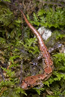Mountain Prints: Ocoee Salamander