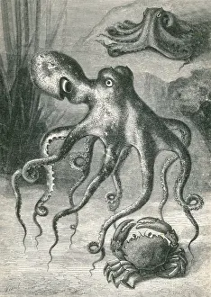 June Prints: Octopi and Crab, 1833