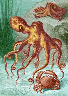 Zoology Prints: Octopi and Crab, 1833