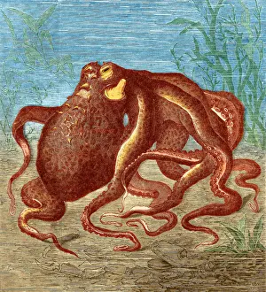 1873 Prints: Octopus, 1873