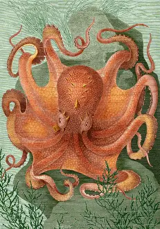 1878 Prints: Octopus, 1878