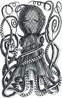 June Prints: Octopus, 18th Century