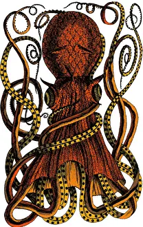 Malacology Prints: Octopus, 18th Century