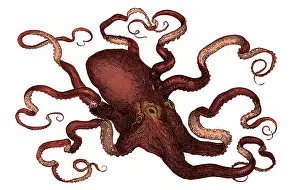 Malacology Prints: Octopus, 19th Century