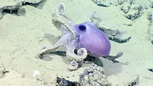 Octopodes Prints: Octopus, Graneledone verrucosa