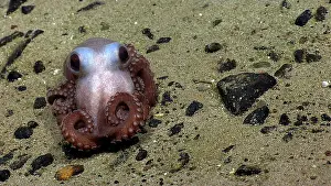 Tentacle Prints: Octopus at Physalia Seamount