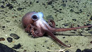 Explorer Prints: Octopus at Physalia Seamount