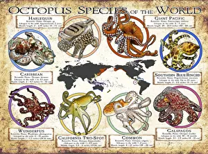 Maps Prints: Octopus Species of the World