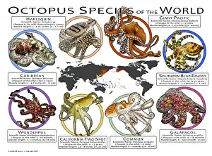 Prints: Octopus Species of the World
