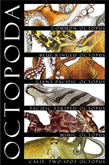 Cephalopod Prints: Octopus of the World