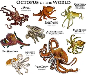 2015 Prints: Octopus of the World