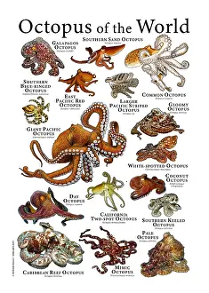 Atlantic Prints: Octopus of the World
