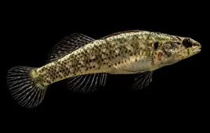 Darter Prints: Okaloosa Darter (Etheostoma okaloosae)