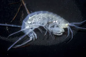 2005 Prints: Oklahoma Cave Amphipod