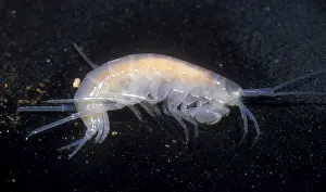 2005 Prints: Oklahoma Cave Amphipod