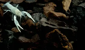 Field Prints: Oklahoma Cave Crayfish