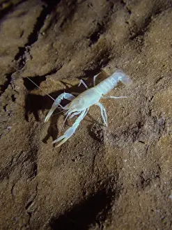 Work Prints: Oklahoma Cave Crayfish (Cambarus tartarus)