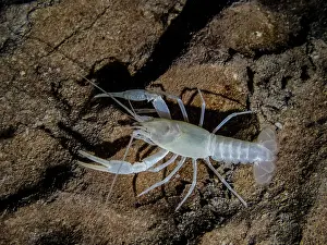Field Prints: Oklahoma Cave Crayfish (Cambarus tartarus)