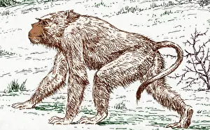 March Prints: Old World Monkey, Extinct Animals