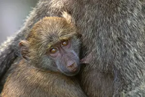 World Prints: Olive Baboon