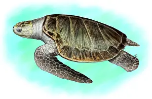 Testudines Prints: Olive Ridley Sea Turtle
