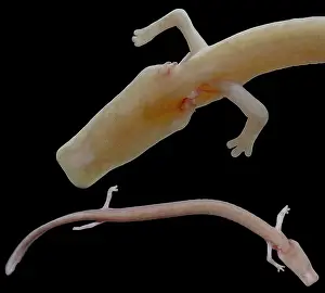 Pigment Prints: The Olm (Proteus anguinus)