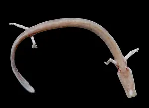 Pigment Prints: The Olm (Proteus anguinus)