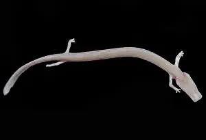 Pigment Prints: The Olm (Proteus anguinus)