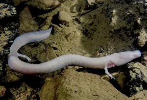 Pigment Prints: The Olm (Proteus anguinus)