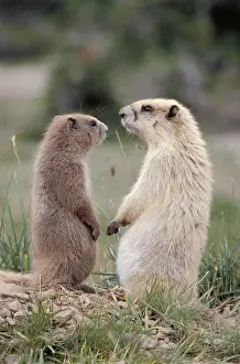 Misc 2 Prints: Olympic Marmots