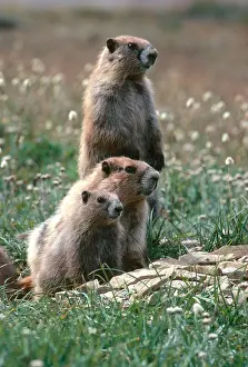 Rodentia Prints: Olympic Marmots (Marmota olympus)