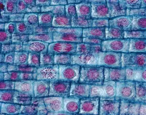 Onion root mitosis under a microscope