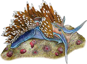 Molluscks Prints: Opalescent Nudibranch