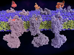 Central Prints: Opioid receptors, illustration